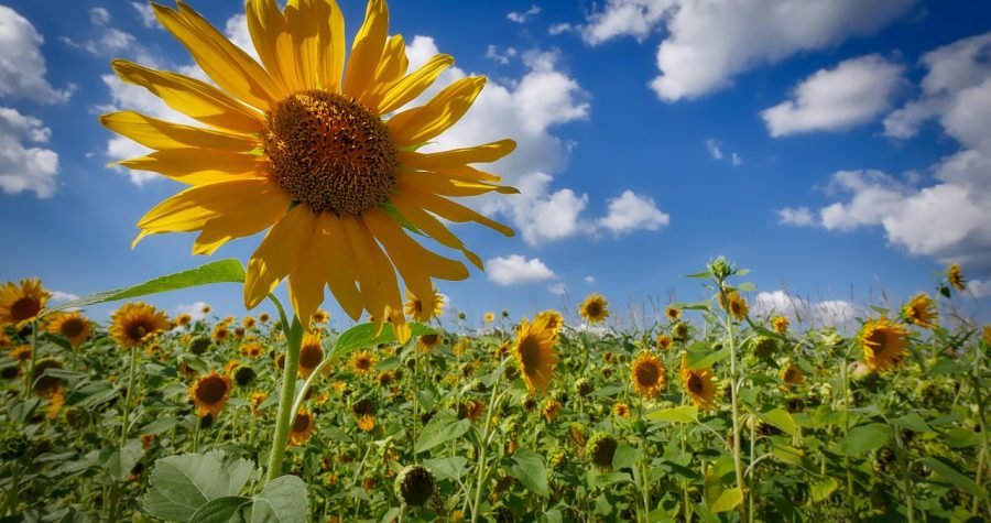 sunflower-2923846_1280